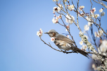 梅の木にとまるヒヨドリ