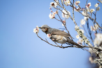 梅の蜜を吸うヒヨドリ