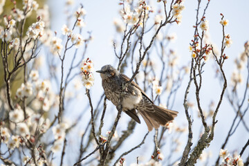 梅の木にとまるヒヨドリ