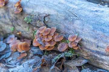 Frosted Mushrooms Cluster. Cluster of brown mushrooms on a fallen tree trunk dusted with frost. Atmospheric winter forest scene showing fungi growth in cold conditions.