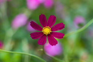 Obraz premium Blooming pink cosmos blossoms stand out against green foliage, forming a calm and colorful garden scene under natural daylight.