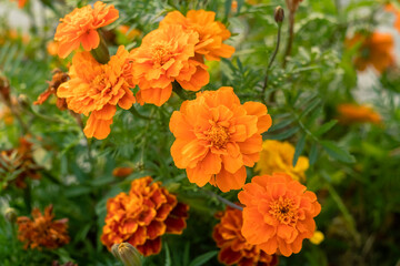 Soft orange yellow marigolds bloom gently in a garden, blending vibrant color with natural tranquility.