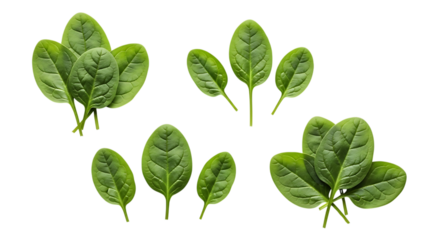 Fresh spinach leaves on white background
