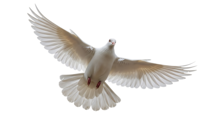 White dove flying in peaceful sky