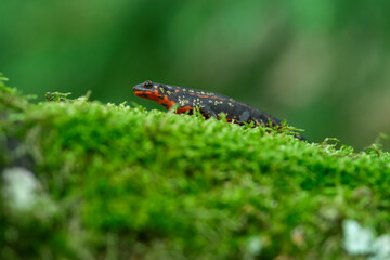 Sword-tail newt, Cynops ensicauda ensicauda is a species of true salamander from the Ryukyu...