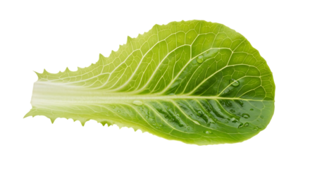 Fresh green lettuce leaf with water droplets
