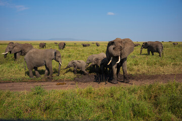 Obraz premium A herd of elephants bath in mud surrounded by golden grass of the savanna at Serengeti National Park.