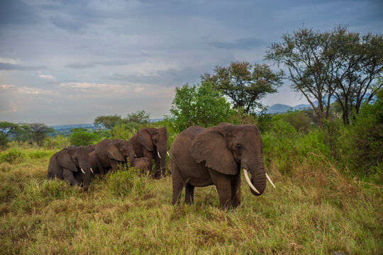 A herd of elephants bath in mud surrounded by golden grass of the savanna at Serengeti National Park.