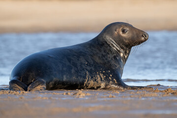 Male Atlantic Grey Seal (Halichoerus grypus) on a sandy beach on the East Coast of England