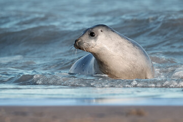 Playful Atlantic Grey Seal Pup (Halichoerus grypus) in the edge of the North Sea