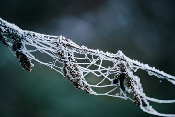 Close-up of plants and spiderwebs covered in hoarfrost in a forest in the Lower Taunus Mountains.