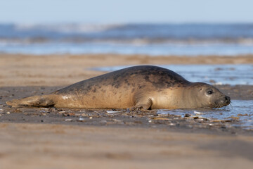 Female Atlantic Grey Seal (Halichoerus grypus)  at the edge of the North Sea