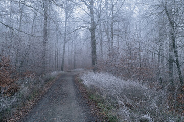 Trees and plants covered in hoarfrost in a forest in the Lower Taunus Mountains during fog