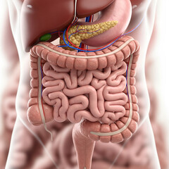 Human Digestive System Anatomy Illustration - Medical 3D Rendering of Abdominal Organs