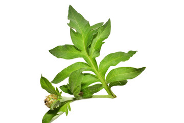 Green leaf of rosehip plant with unopened flower bud isolated on PNG background.