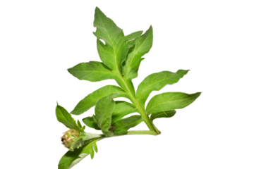 Green leaf of rosehip plant with unopened flower bud isolated on PNG background.