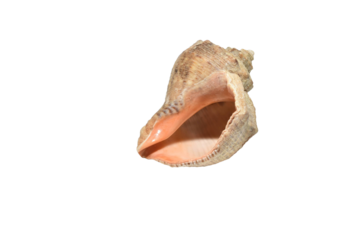Sea snail shell or rapana shell, Rapana venosa isolated on PNG background.