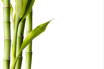 Bamboo and bamboo leaf on white background