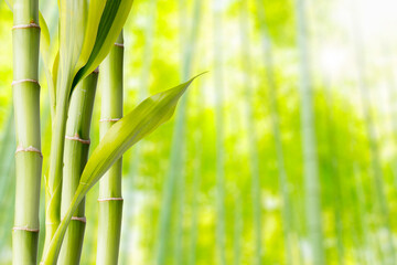 Bamboo and bamboo leaf on nature background