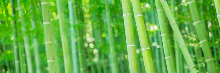Bamboo and bamboo leaf on nature background