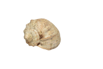 Sea snail shell or rapana shell, Rapana venosa isolated on PNG background.