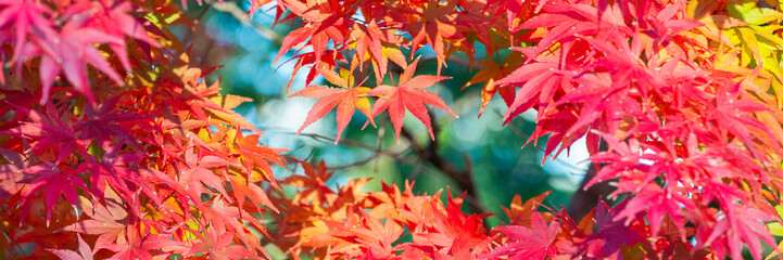 Vibrant Red and Orange Japanese Maple Leaves in Autumn Sunlight