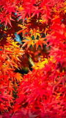 Vibrant Red and Orange Japanese Maple Leaves in Autumn Sunlight