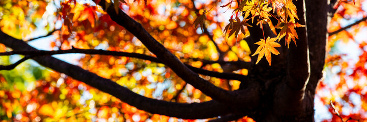 Vibrant Red and Orange Japanese Maple Leaves in Autumn Sunlight