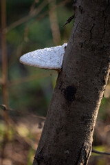 冬の雑木林の幹に自生する白いクジラタケと柔らかな木漏れ日