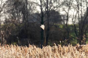 冬の光に輝く枯れたセイタカアワダチソウの綿毛と冬枯れの野原