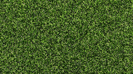 Fototapeta premium Close Up View of Lush Green Grass Texture lawn field