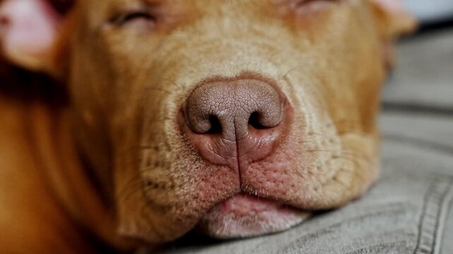 Close up of sleeping American Staffordshire Terrier puppy resting peacefully on its owner lap. Tender lifestyle scene showing trust and loving bond between human and pet 