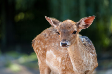 Fototapeta premium A young Fallow Deer at the Willowbank Wildlife Reserve