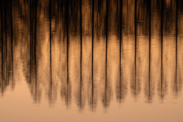 夕暮れの伊佐沼に映り込むメタセコイアの並木の水面リフレクション