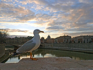 Gabbiano reale in primo piano sul Tevere con vista della Basilica di San Pietro al tramonto 273