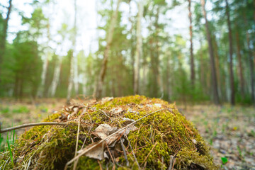 Mossy hillock in the wild 