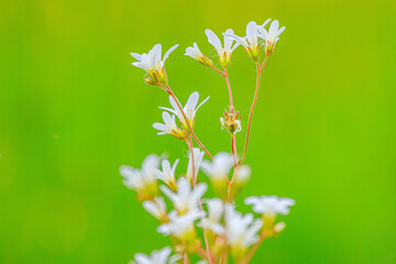 Gew&ouml;hnliches Hornkrau