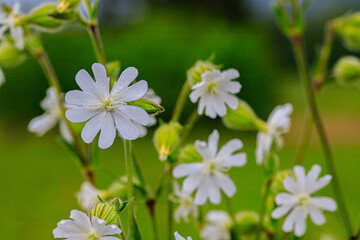 Taubenkropf-Leimkraut