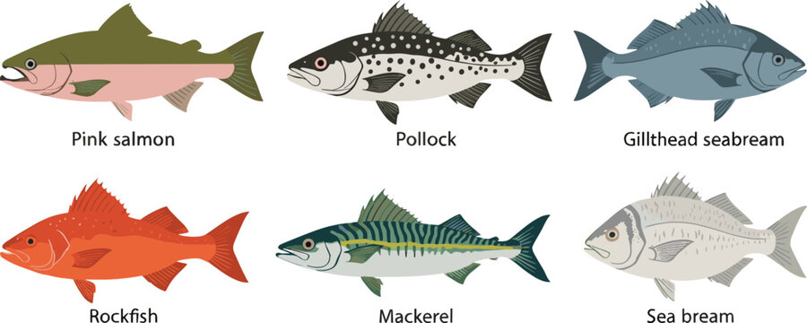 Detailed vector set of edible saltwater and freshwater fish including pink salmon pollock mackerel rockfish and sea bream.