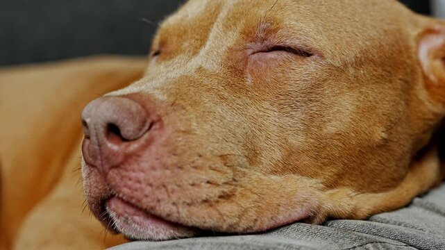 Close up of sleeping American Staffordshire Terrier puppy resting peacefully on its owner lap. Tender lifestyle scene showing trust and loving bond between human and pet