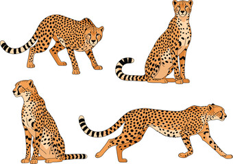 Set of four detailed vector illustrations featuring cheetahs in different poses including sitting walking and stalking on white. © MDSAKIB