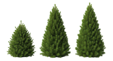 four hyperdetailed picea spruce trees, varying in size, with dense emerald green foliage and pyramidal form, isolated on a transparent background with shadowless lighting. concept for