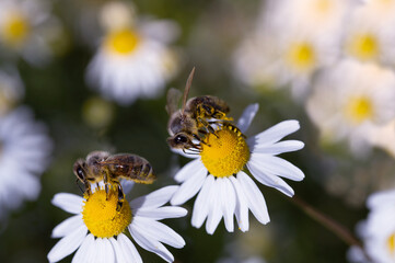 Two honeybees sit on wild chamomile flowers in the evening sun. The insects are searching for pollen and nectar. The bees are covered in pollen.