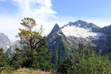 Alpine meadow with vibrant flowers and green pine trees on summer day