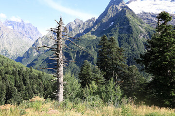 Dead tree with bare branches standing in field of dry grass
