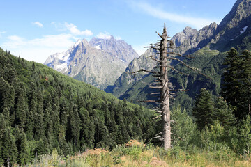 Dead tree with bare branches standing majestically amidst lush green forest