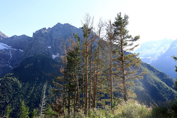 Pine tree forest with mountain range background