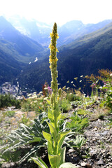 Yellow flower blooming in foreground with caucasus mountains