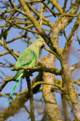 Rose-ringed parakeet perched on moss-covered tree branch