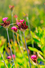 Glatthaariger Igelkraut 